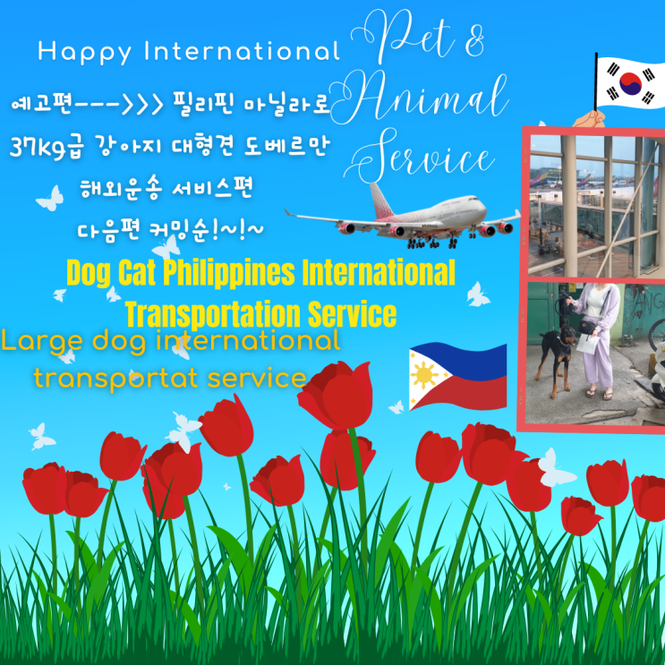  대형견 도베르만 반려동물 37kg 해외운송이동 [필리핀마닐라 반려견 애완동물 출국 입국 허가 검역]예고편