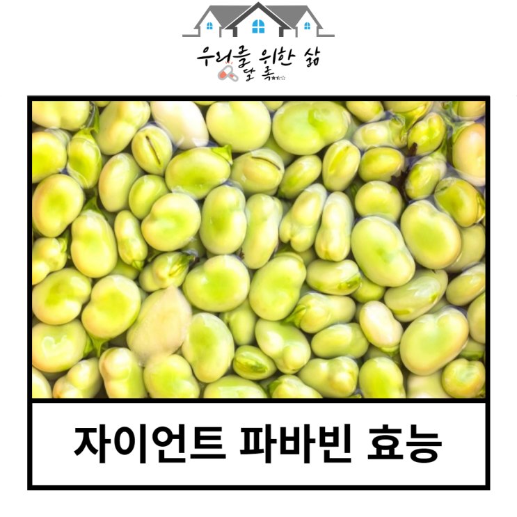  자이언트 파바빈 효능과 부작용 먹는 법 알아보기(누에콩,잠두콩)