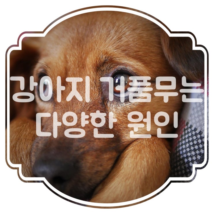  강아지 개거품 , 거품침의 이유를 알아보자!!