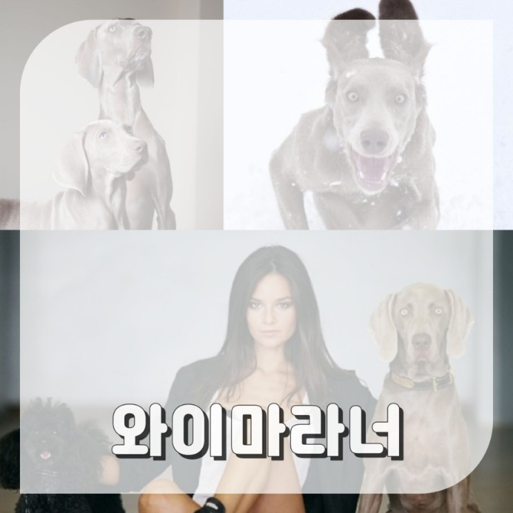 와이마라너 송중기케이트의 신비로운 강아지 기본정보