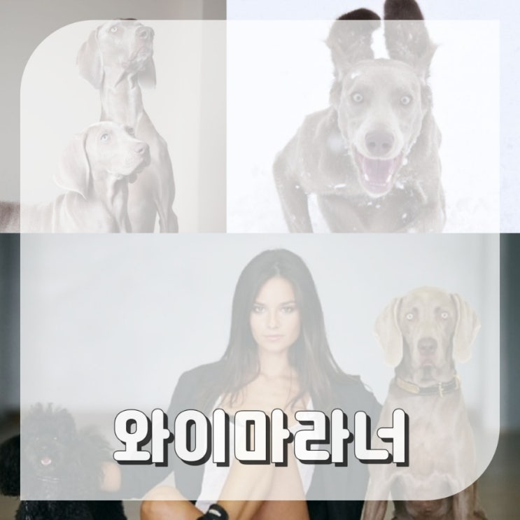  와이마라너 송중기케이트의 신비로운 강아지 기본정보