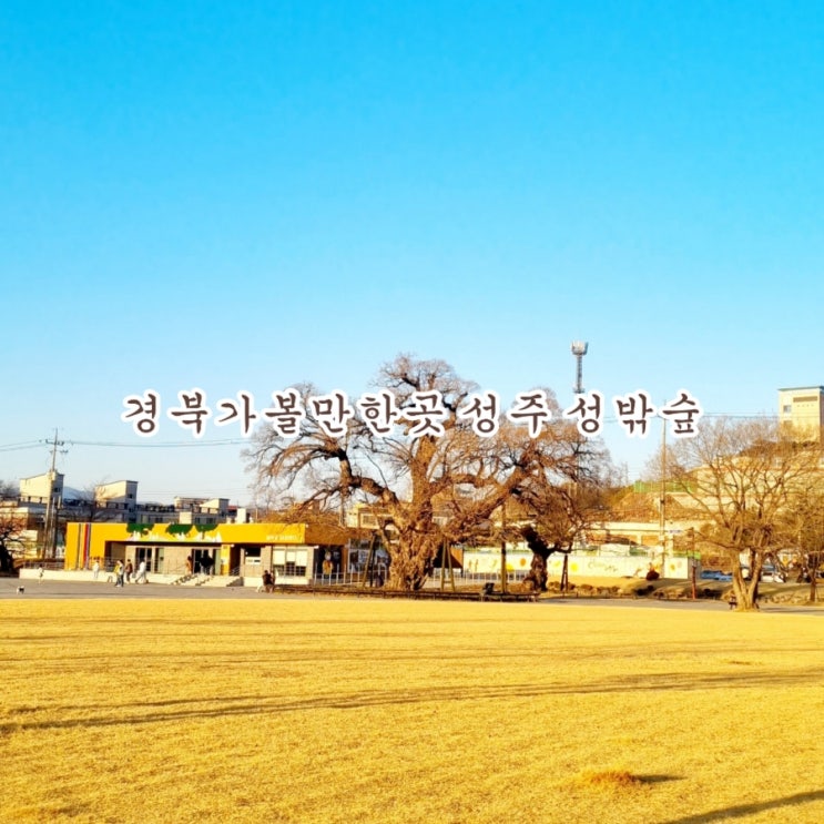  경북가볼만한곳 성주 성밖숲 feat 성주가볼만한곳 모음