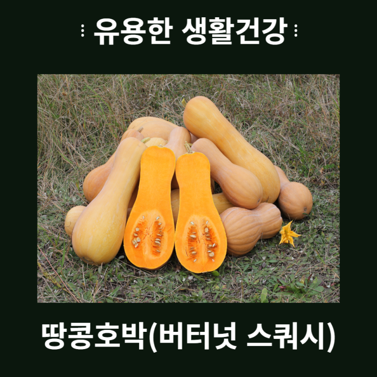  땅콩호박의 효능과 부작용 먹는법