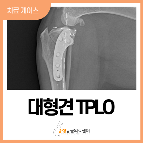  경기광주 강아지십자인대파열 수술, 뒷다리 절뚝거리는 30kg이상 대형견 TPLO  _ 송정동물의료센터