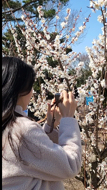  제주 휴애리 매화축제 3월 제주도 가볼만한곳 유채꽃 축제