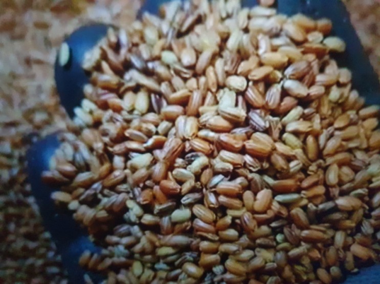 홍미쌀 효능과 먹는 방법 알아보자