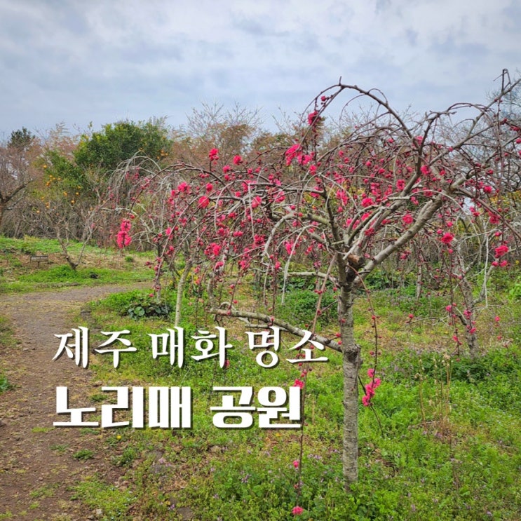  제주 노리매공원 매화 시기 명소 알아봐요
