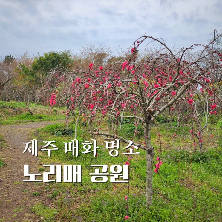 제주 노리매공원 매화 시기 명소 알아봐요