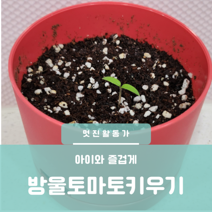 다이소 원예 초보자 방울토마토 재배세트 다이소 원예 초보자 방울토마토 재배세트