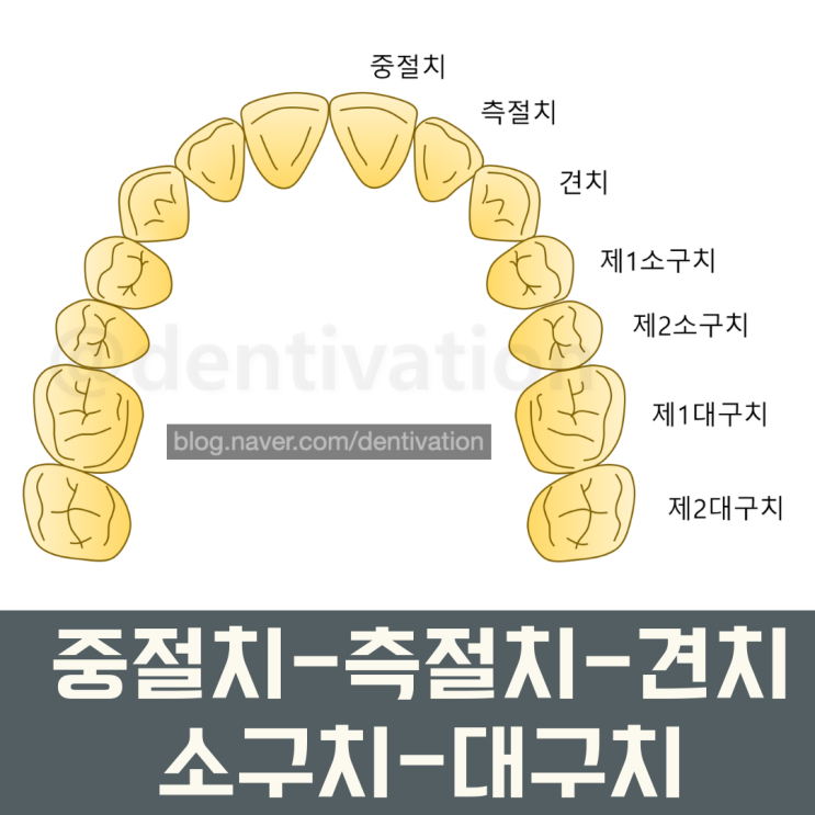 치아 이름 정말 쉽게 알아보기 (쉬움 주의) - 치아이름 영어로, 영어 발음, 치과용어
