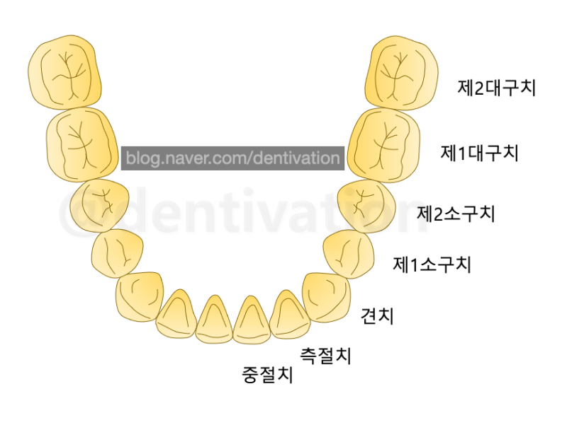 치아 이름 정말 쉽게 알아보기 (쉬움 주의) - 치아이름 영어로, 영어 발음, 치과용어 : 네이버 블로그
