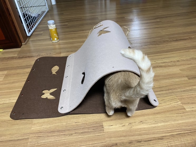  고양이 장난감 후기: 고양이섬 잡아라 숨숨터널