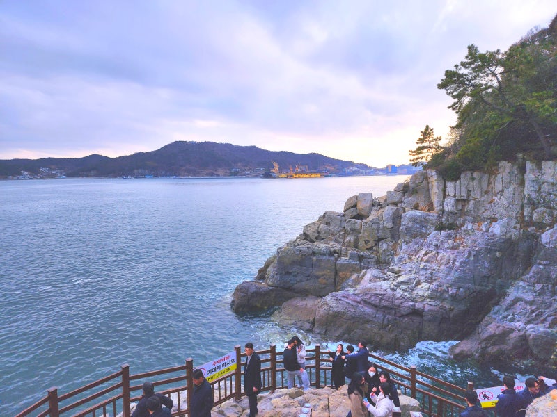 여수 동백꽃 섬 여행 오동도 트레킹 오동도 동백꽃 개화시기 : 네이버 블로그