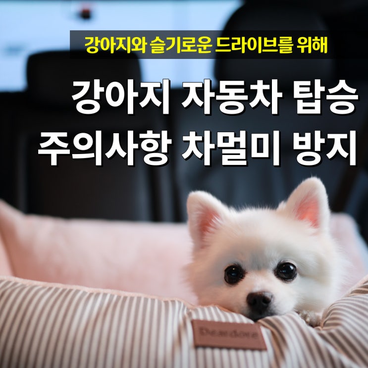  강아지 자동차 차멀미 방지법 및 주의사항