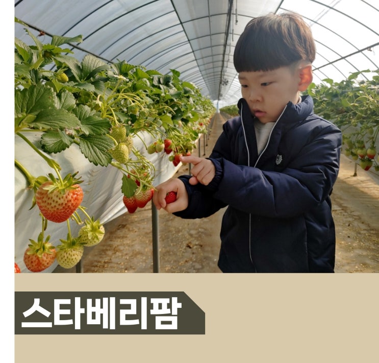  안성 평택 딸기 따기 농장 체험 스타베리팜