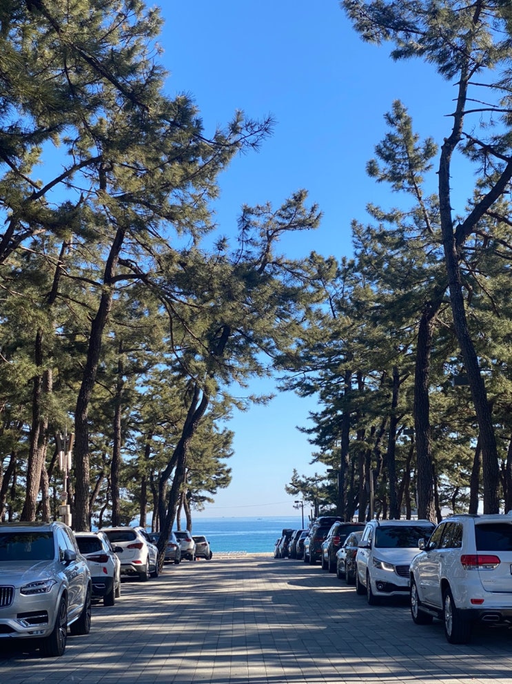  연곡솔향기캠핑장, 강릉바다캠핑장, 바우커피, 동해막국수, 대관령아기동물농장