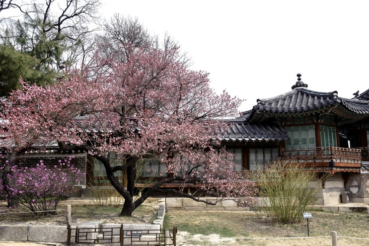  광양매화마을의 아름다움을 찾아서