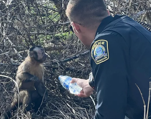 자동차 충돌 중 동물이 사라진 후 켄터키 경찰이 원숭이와 가족을 재회시키는 것을 돕습니다