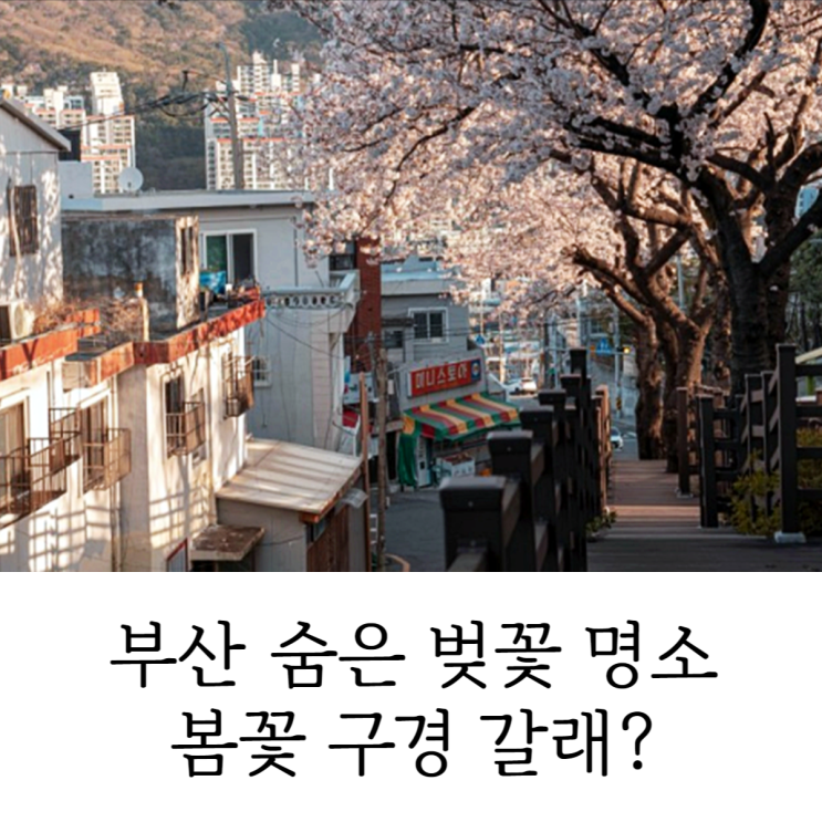  부산 벚꽃 명소 개화 시기 개금벚꽃길 봄꽃 구경하러 가자!