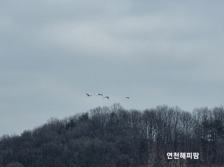  두루미 연천에서 볼수있는 겨울철새 두루미