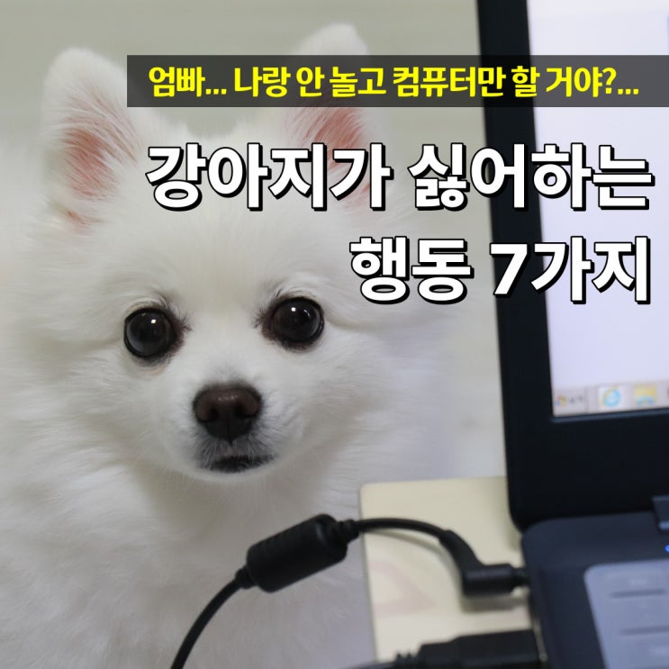  강아지가 싫어하는 행동 7가지