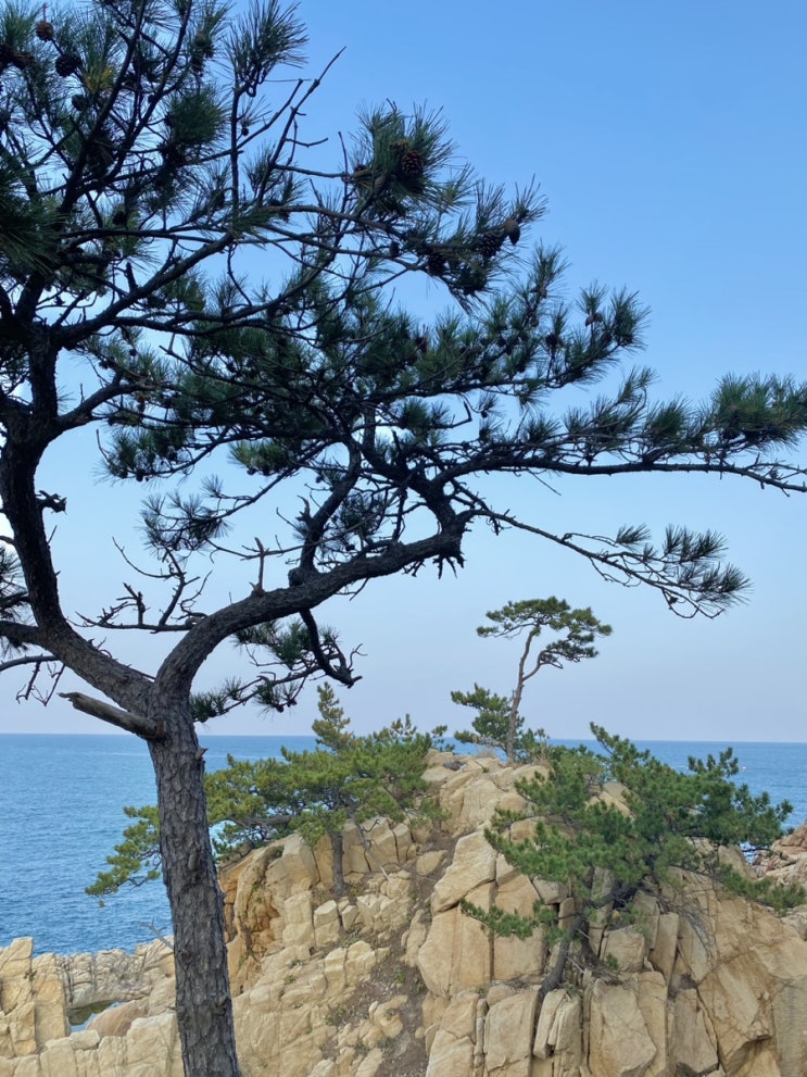  [울산/이색데이트] 대왕암공원 출렁다리