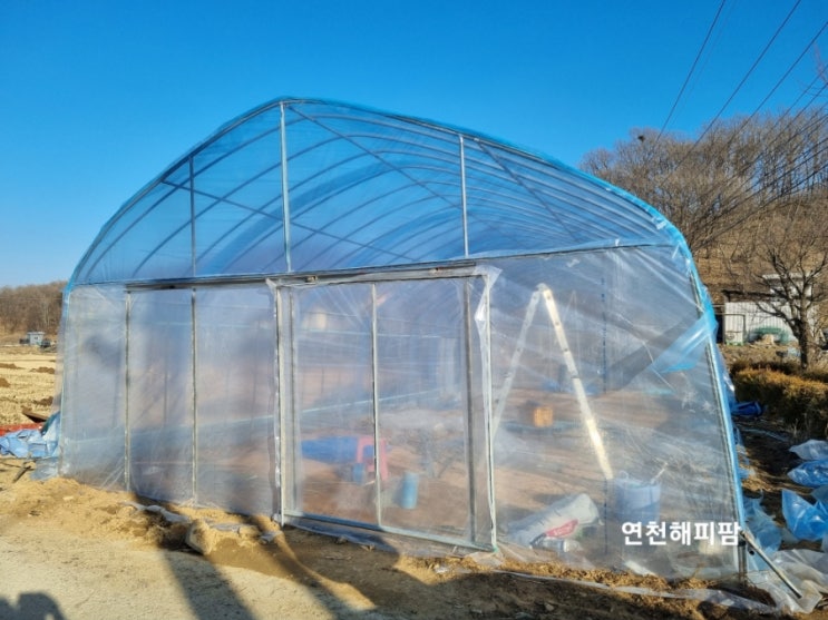  고추농사 고추모종기르기 육묘장 비닐하우스 비닐씌우기 교체