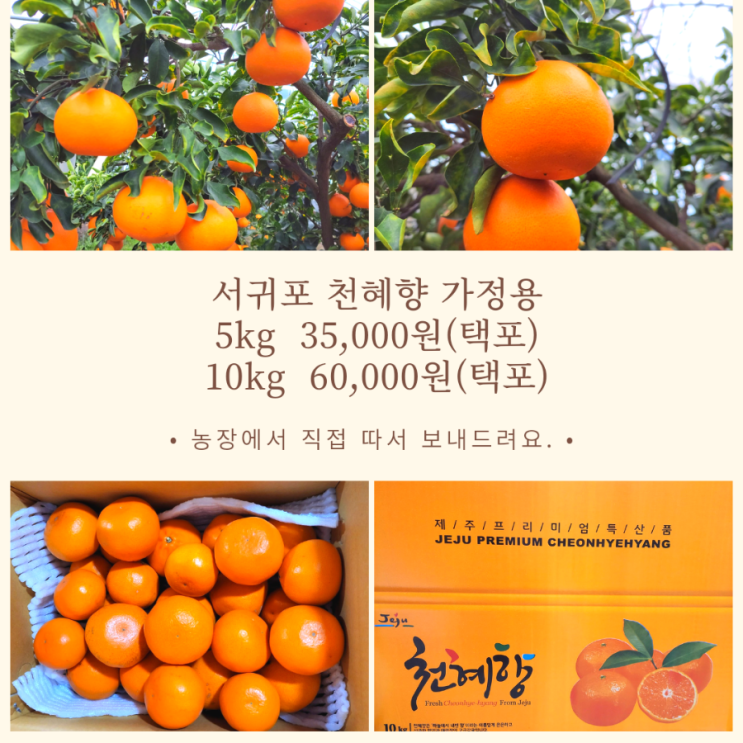  제주 서귀포 가정용 천혜향 5kg, 10kg 판매합니다.