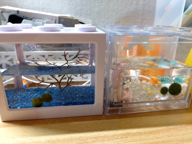  마리모