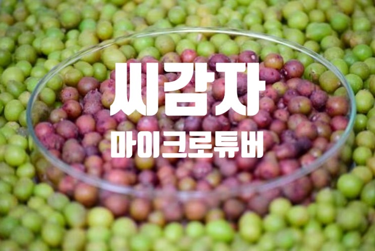  식량위기를 해결하는 K-감자! 무병 씨감자! 마이크로 튜버!
