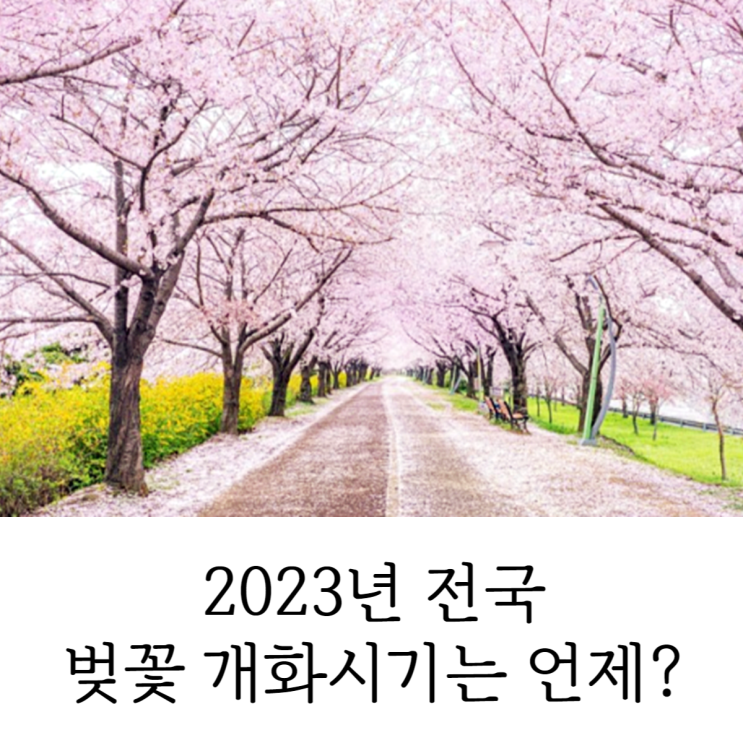  2023 전국 벚꽃 개화시기 언제일까?