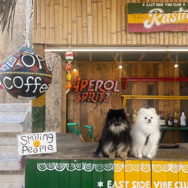  강원도고성 애견동반카페 이스트사이드바이브클럽 ( EAST SIDE VIBE CLUB ) 후추동반