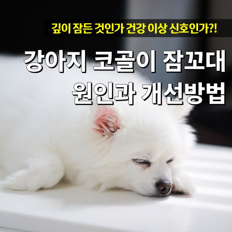  강아지 코골이 잠꼬대 원인 귀엽지만은 않은 이유