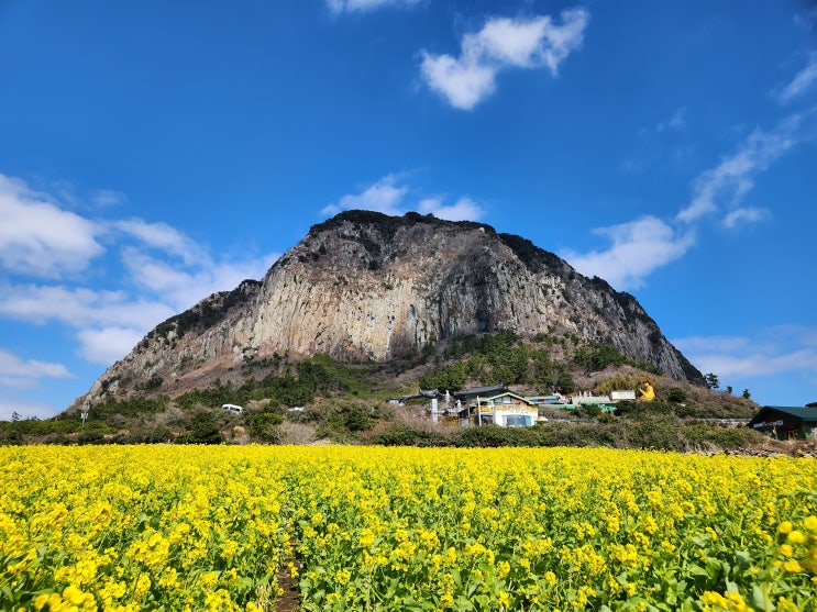  2월 3월 제주도여행 제주 산방산 유채꽃 명소 봄꽃구경 가볼만한곳