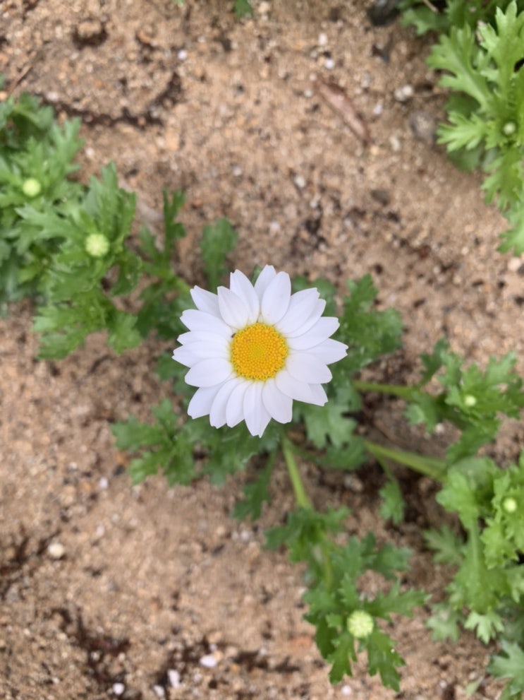  피리쀼 부인 일상기록