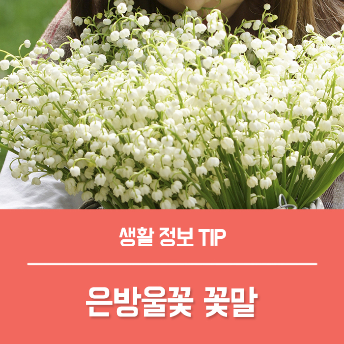  은방울꽃 꽃말 키우기, 은방울꽃 부케 화분 총정리!
