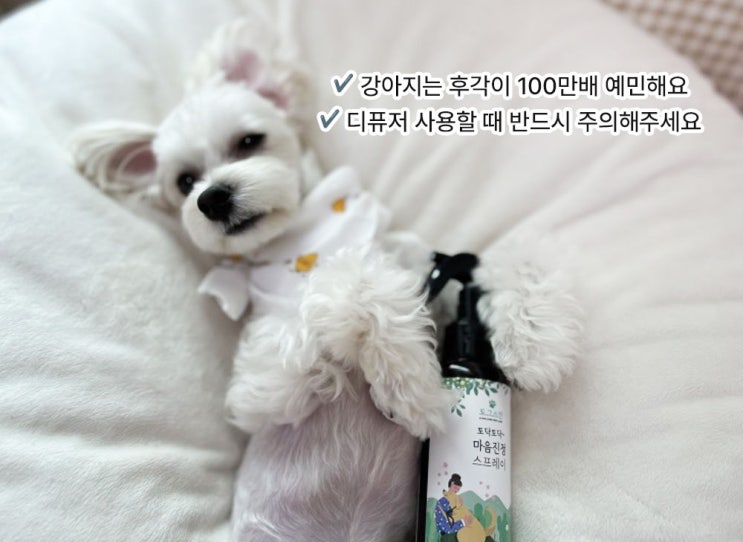  강아지 반려동물 디퓨저 고를 때 주의해야할 점 (예민견 필독)