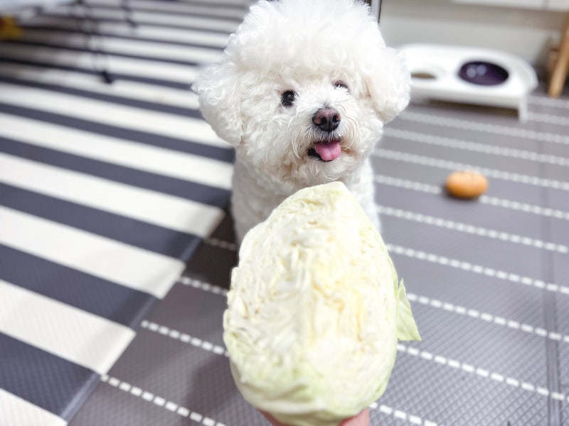 강아지 안과 백내장 녹내장 결막염