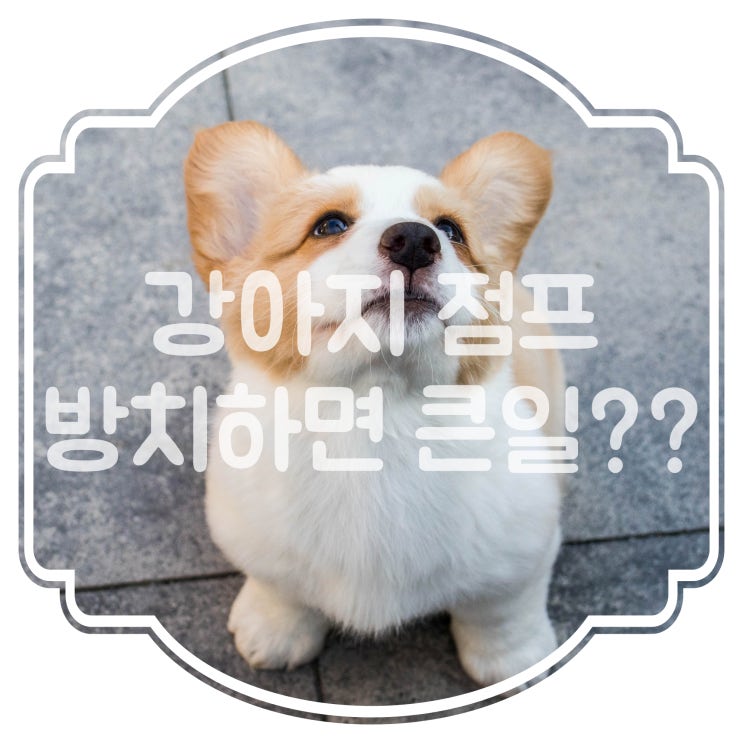  강아지 점프 귀엽지만 방치하면 큰일!!