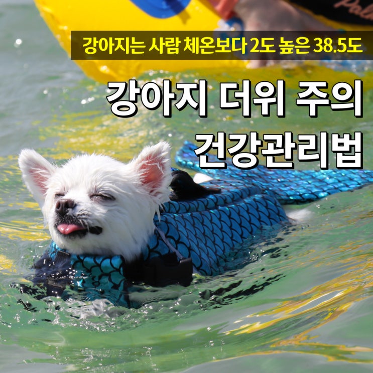  강아지 더위 식히는 해결법 등 건강관리