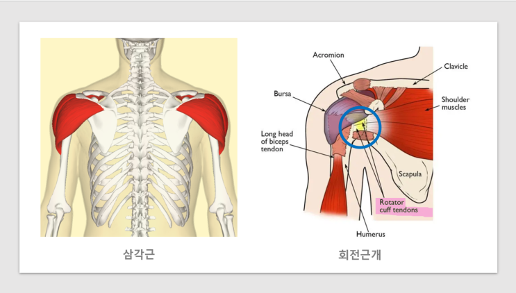  사레레 프론트레이즈 덤벨 자세, 뜻 및 운동방법, 어깨운동 삼각근