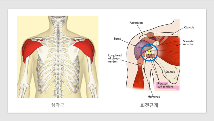 사레레 프론트레이즈 덤벨 자세, 뜻 및 운동방법, 어깨운동 삼각근