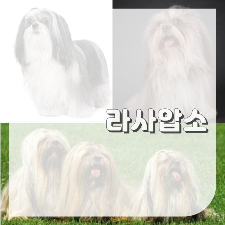  소형견 종류 라사압소 견종 기원 특징 기본정보