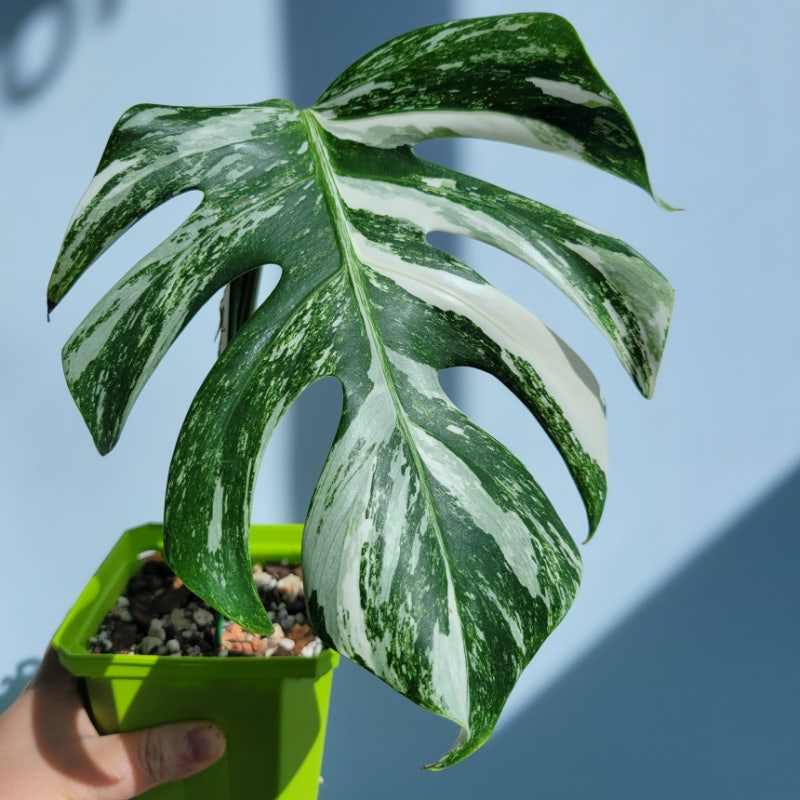 무천이 알보 몬스테라 키우기 - 몬스테라 알보 보르시지아나 바리에가타(Monstera Albo Borsigiana V....