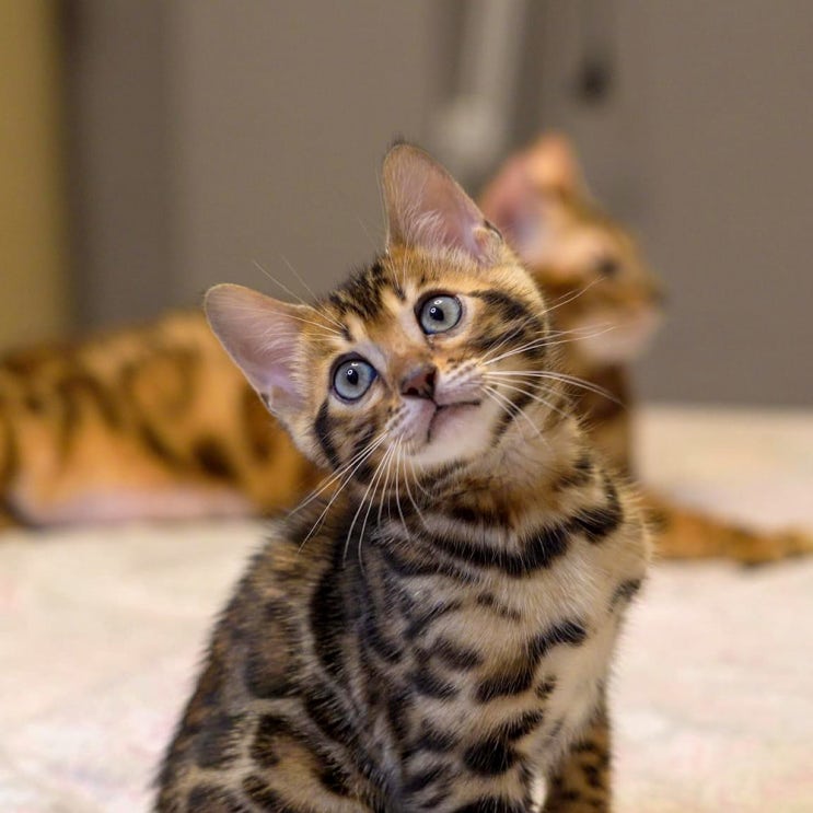 뱅갈 포토, 기본정보 고양이 크기 성격 유전병 수명 스노우 종류 특징