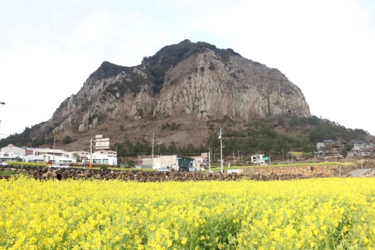  제주 유채꽃 명소 여기로 가세요!