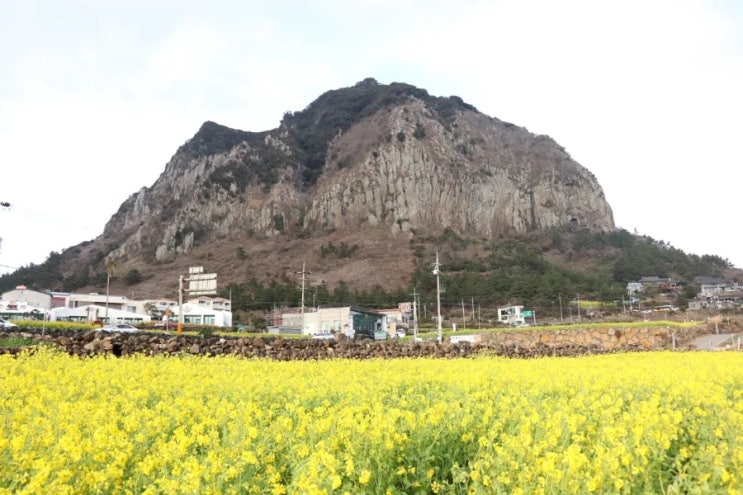 제주 유채꽃 명소 여기로 가세요!