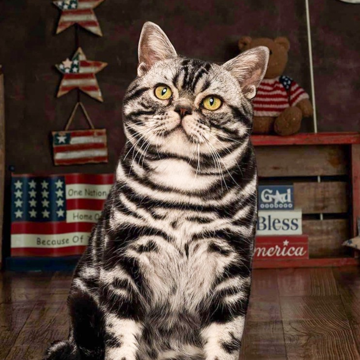 아메리칸쇼트헤어 포토 기본정보, 튼튼한 숏헤어 고양이 크기 성격 특징