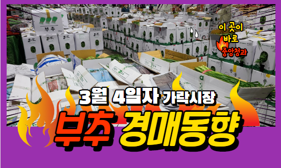  [경매사 일일보고] 3월 4일자 가락시장 부추 경매동향을 살펴보겠습니다!