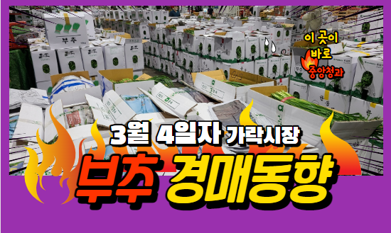 [경매사 일일보고] 3월 4일자 가락시장 부추 경매동향을 살펴보겠습니다!